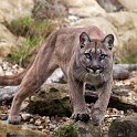 slides/IMG_0791.jpg puma, mountain, lion, cougar, wildlife, feline, big cat, cat, predator, fur, eye WBCW125 - Puma - Mountain Lion